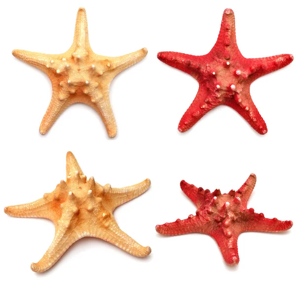 Sea stars collection — Stock Photo, Image