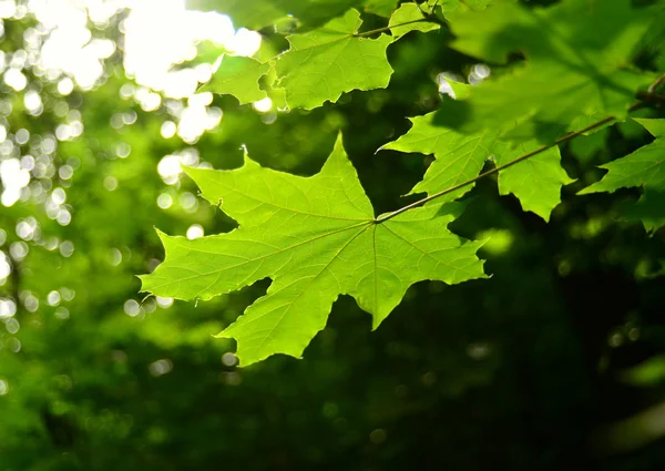 Hoja de arce verde — Foto de Stock