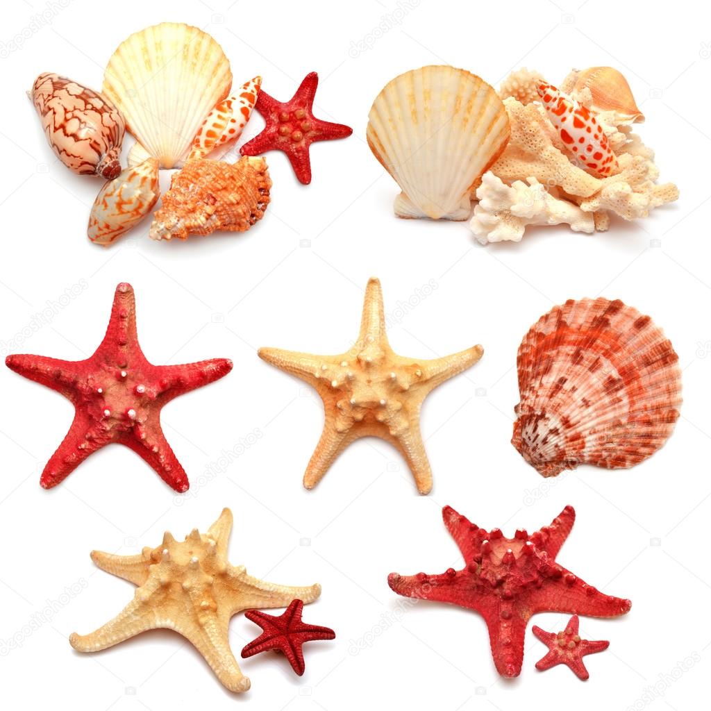 Collection of sea stars, shells and coral 