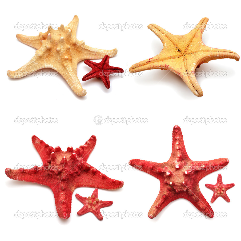 Sea stars collection 