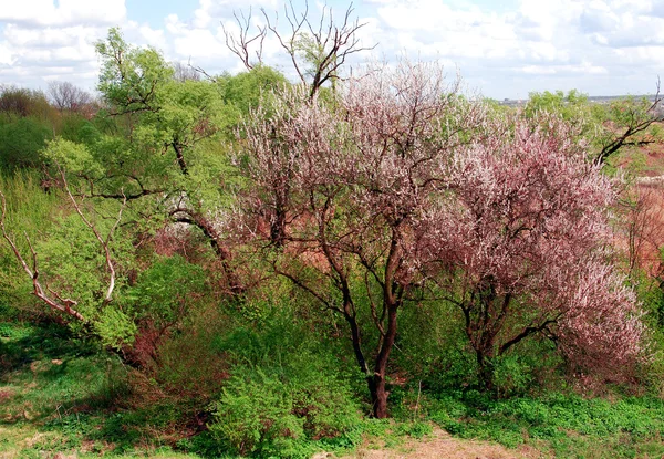 Roze bomen in bloei — Stockfoto