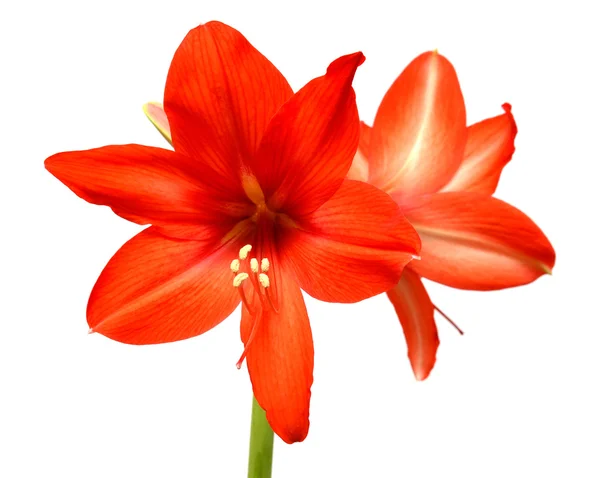 Rote Amaryllis — Stockfoto