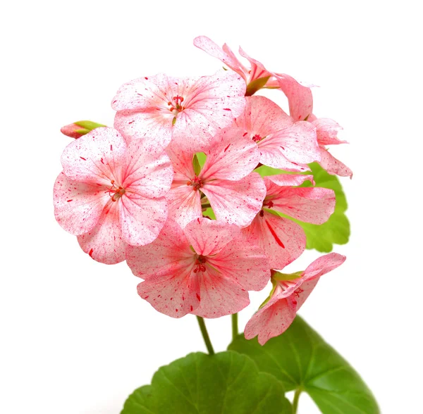 Geranium met bladeren — Stockfoto