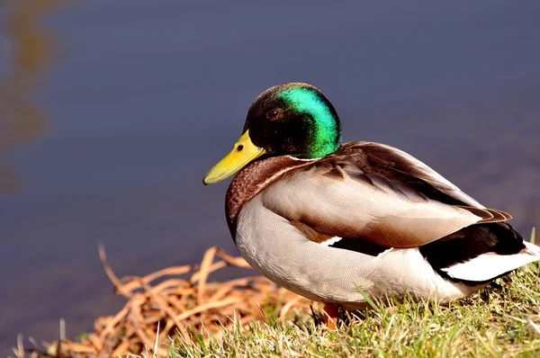 Wild duck — Stock Photo, Image