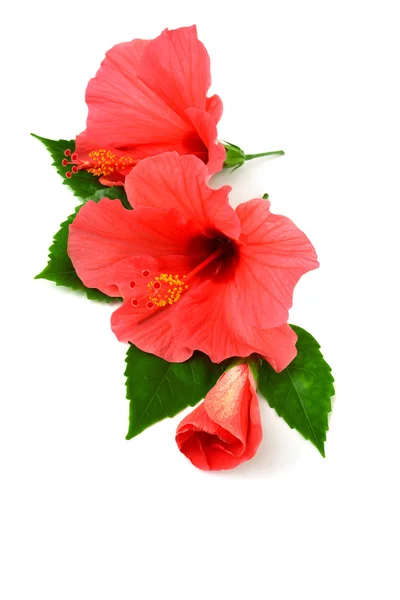 Briefkaart van hibiscus bloemen — Stockfoto