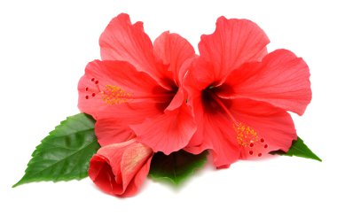 hibiscus çiçek kartpostal 