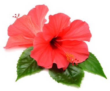 hibiscus çiçek kartpostal 
