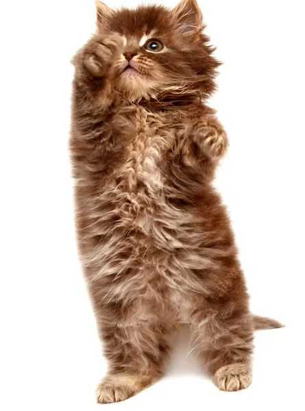 Hermoso gatito persa —  Fotos de Stock