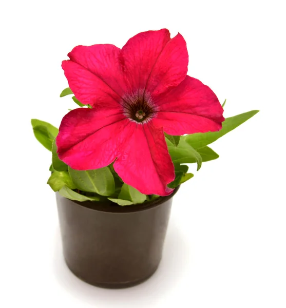 Petunia en maceta — Foto de Stock