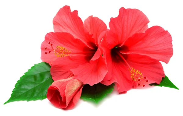 Cartão postal de flores de hibisco — Fotografia de Stock