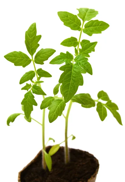 Томатное растение в торфяном котле — стоковое фото