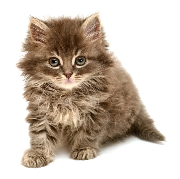 Mooie Perzische kleine kitten — Stockfoto