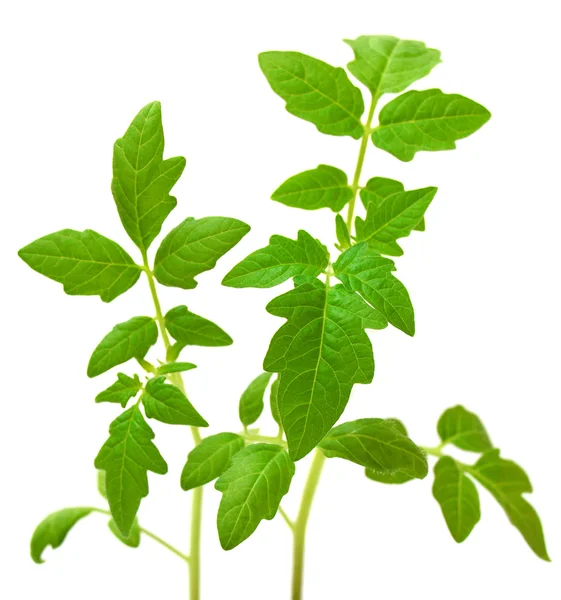 Planta de tomate en una olla de turba — Foto de Stock