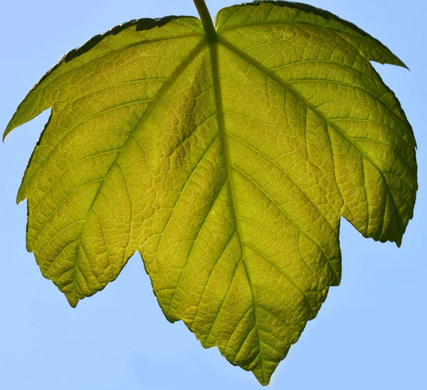 Кленовый лист — стоковое фото
