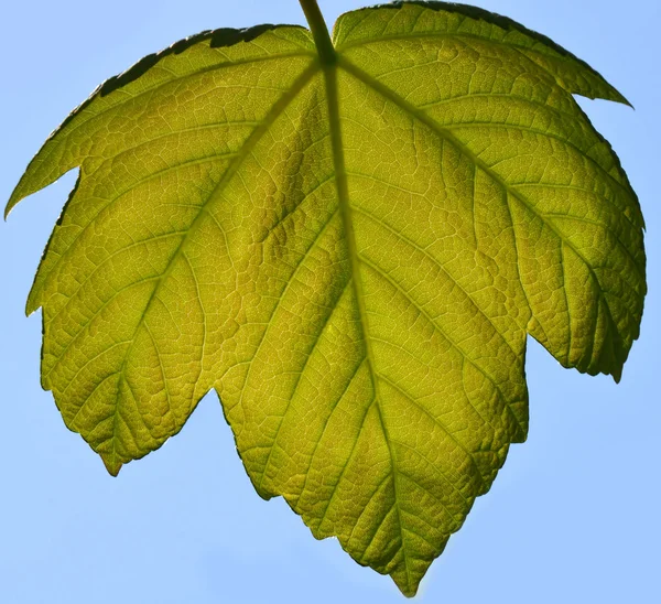 Hoja de arce — Foto de Stock