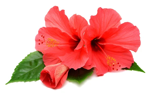 Cartão postal de flores de hibisco — Fotografia de Stock