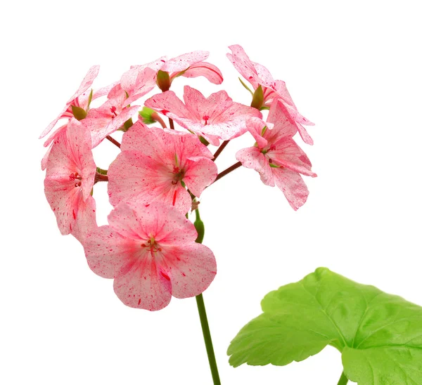 Geranium with leaves — Stock Photo, Image