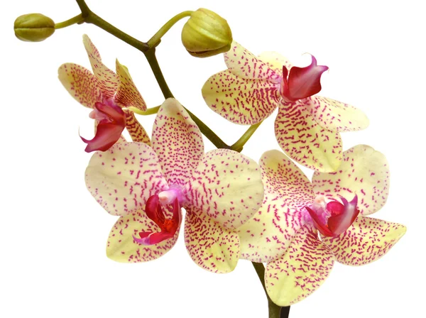 Sárga orchidea — Stock Fotó