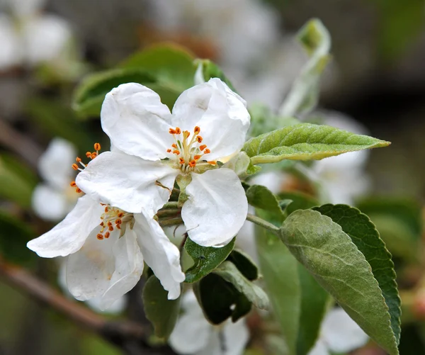 Fiori in fiore — Foto Stock