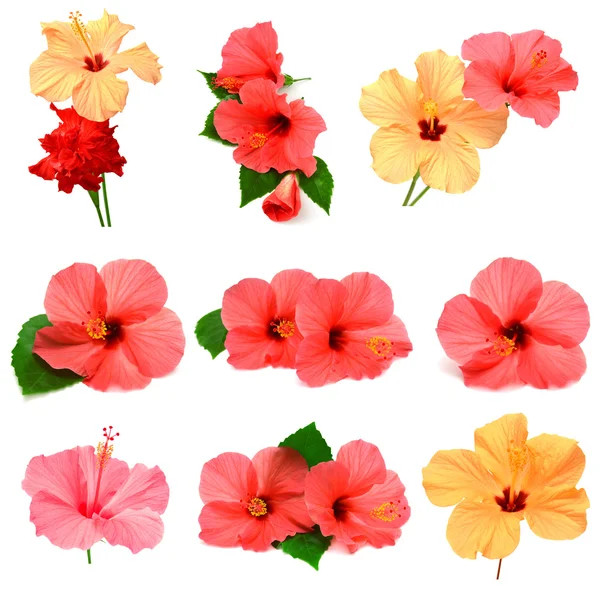 Colección de hibisco coloreado — Foto de Stock