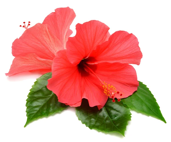 Postcard from hibiscus flowers — Stock Photo, Image