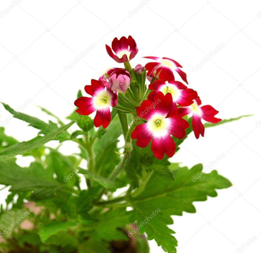 Verbena flower 