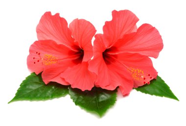 hibiscus çiçek kartpostal 