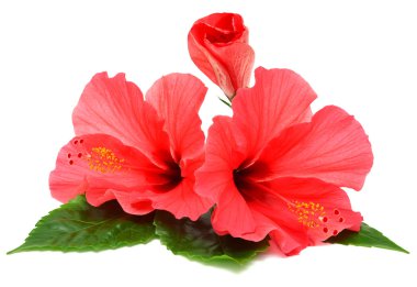 hibiscus çiçek kartpostal 