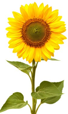 Ayçiçeği 
