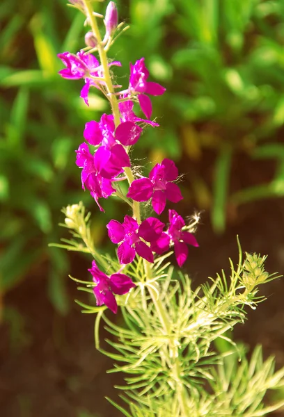 Grama selvagem — Fotografia de Stock