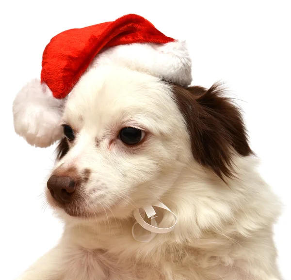Рождественская собака с Санта-Клаусом — стоковое фото