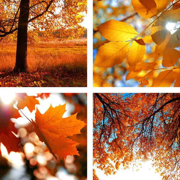 Collage of photos of autumn — Stock Photo, Image