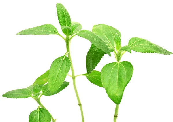 Hoja de girasol — Foto de Stock