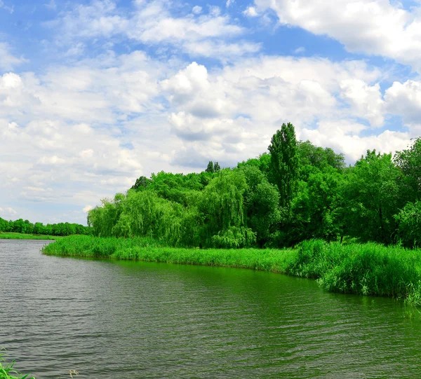 Річка, дерева на тлі блакитного неба — стокове фото