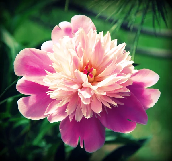 Pink peony — Stock Photo, Image