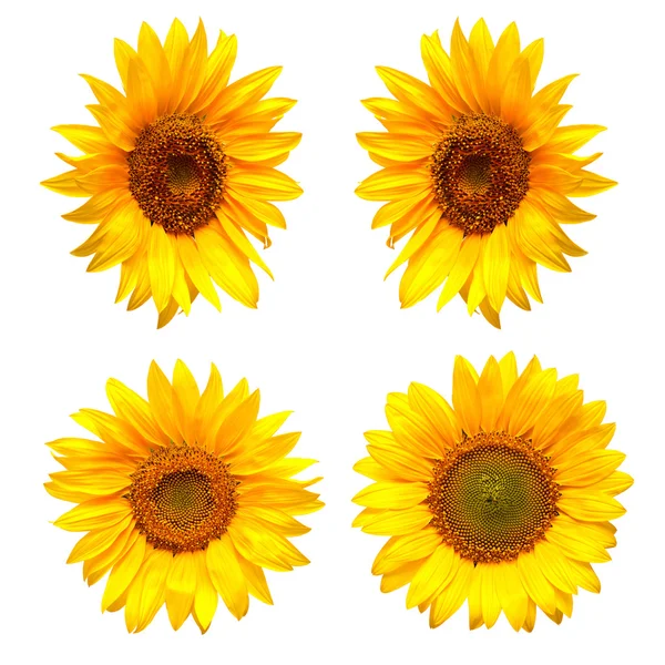 Sunflowers collection — Stock Photo, Image