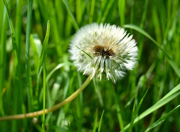 Diente de león — Foto de Stock