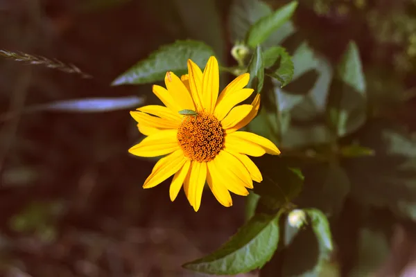 Beautiful sunflowers — Stock Photo, Image