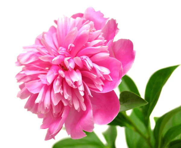 Pink peony — Stock Photo, Image