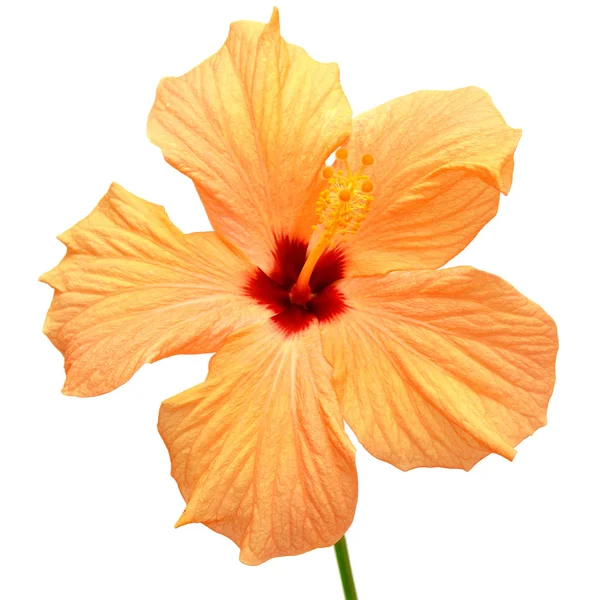 Hibiscus amarillo — Foto de Stock