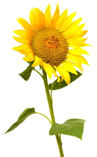 Girasole — Foto Stock