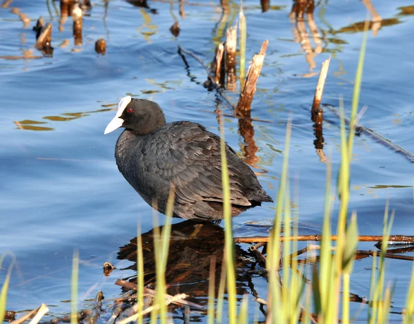 Coot on the river — Stock Photo, Image