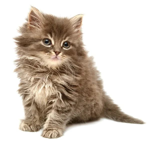 Beautiful persian little kitten — Stock Photo, Image