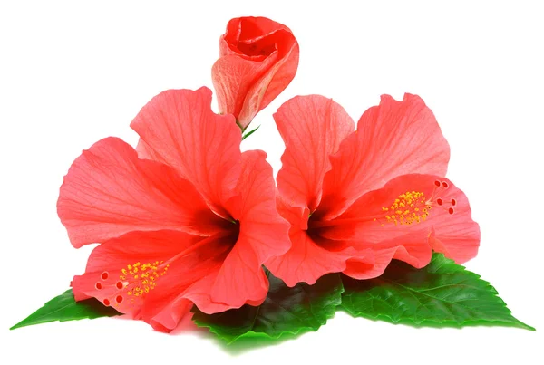 Cartão postal de flores de hibisco Imagens Royalty-Free