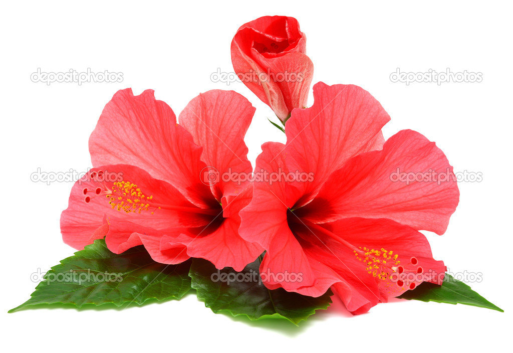 Postcard from hibiscus flowers 