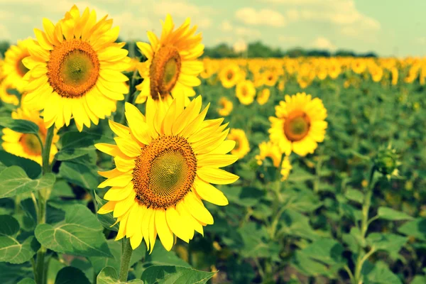 Mooie zonnebloemen — Stockfoto