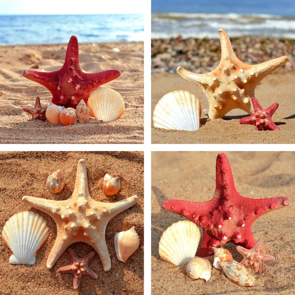 Collection of sea stars, shells — Stock Photo, Image