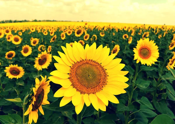 Mooie zonnebloemen — Stockfoto