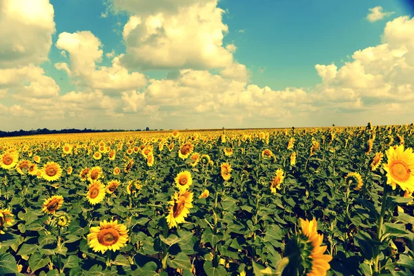 Mooie zonnebloemen — Stockfoto