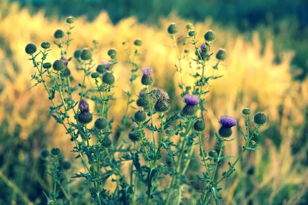 Wild grass — Stock Photo, Image